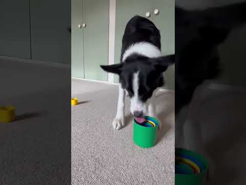 Different Types of Dogs Explained in 30 Seconds #dog #shorts @kidstvsongs