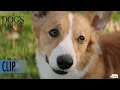 A DOG'S PURPOSE - Clip - 'Maya Tries to get Tino to Chase a Ball'