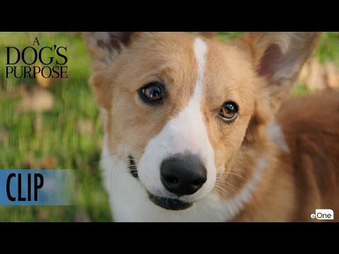 A Dog's Purpose (Clip 'Maya Tries to get Tino to Chase a Ball')