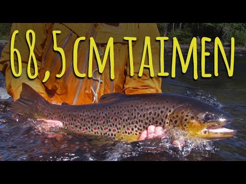 Big brown trout | KT Fly Fishing