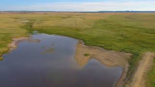 Buckskin at Old West Ranch