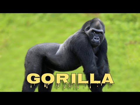 Gorilla sounds, gorilla screams
