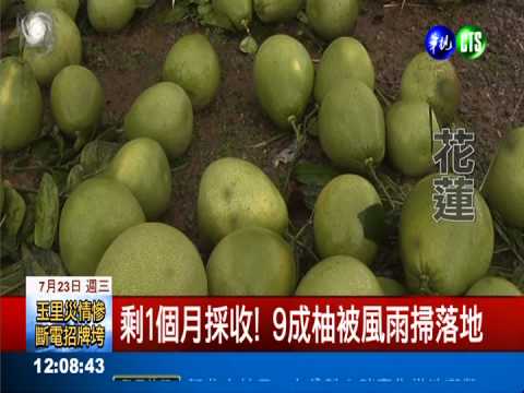 鶴岡柚子掃落5成! 近年損失最慘