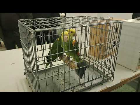 Agrokomplex Nitra Slovakia animal fair 25.9.2022