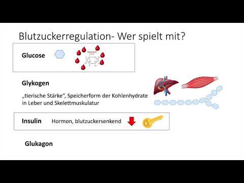 Lernvideo Blutzucker-Regulation 1