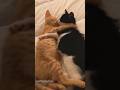 Every Tuxedo Cat Got His Orange Cat Sibling Cat Catvideos Catlover