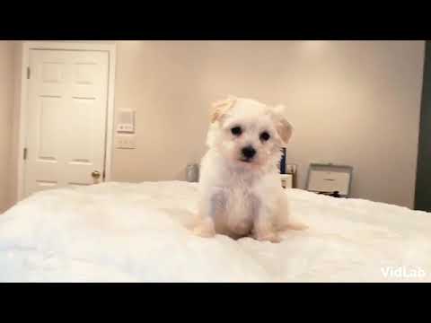 Daisy is a very intelligent, laid back tea cup Maltipoo