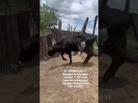 11 Garrotas de linhagem Leiteira: 1.750 reais cada em Catingueira/ Paraíba. Whatsapp 84 99810 2784*