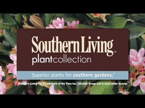 Why to Plant Rosalinda Indian Hawthorne - This Coastal Evergreen is Perfect for Screens or as a Tree