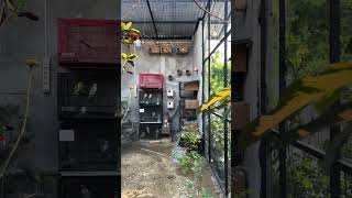 Download lagu Kandang kecil #birds #parkitaustrali #kicaumania  #parkit #burung #falk #lovebirds #aviary mp3