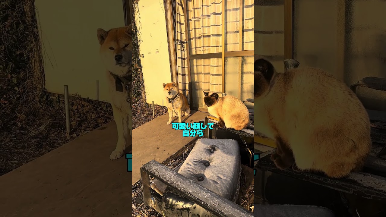 沈黙わんこ沈黙にゃんこ…#犬 #ねこ #わんこ #にゃんこ #アヒルカーの旅