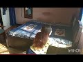 Everyone Please Look At My New Almira Housewife Video Vlog