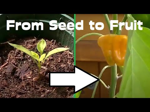Time Lapse Of Scotch Bonnet Pepper Plant Growing