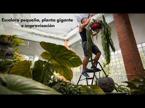 The odyssey of hanging a giant plant in my inner courtyard