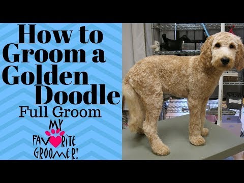 download lagu mp3 mp4 Goldendoodle Poodle Cut, download lagu Goldendoodle Poodle Cut gratis, unduh video klip Goldendoodle Poodle Cut