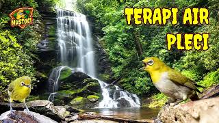 Download lagu Terapi Air Pleci ‐ Mustoci mp3