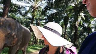 preview picture of video 'Krabi Elephant House Sanctuary'