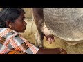 Village Life Cow Milking Hand Milking Old Style