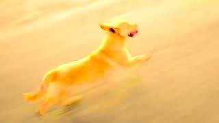 Sinead O`Connor Oro Se do Bheatha Bhaile (Welcome Home)