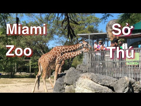Sở Thú ở Miami, FL | ZOO Miami-Sunday Funday | LuuLinh TV #36