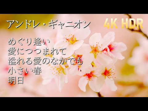 Andre Gagnon / This Japanese Cherry Blossom Garden Will Take Your Breath Away! / 4K HDR