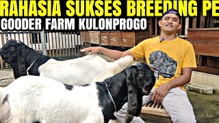 Download lagu RAHASIA BREEDING KAMBING PE KALIGESING AGAR BERHASIL GOODER FARM mp3