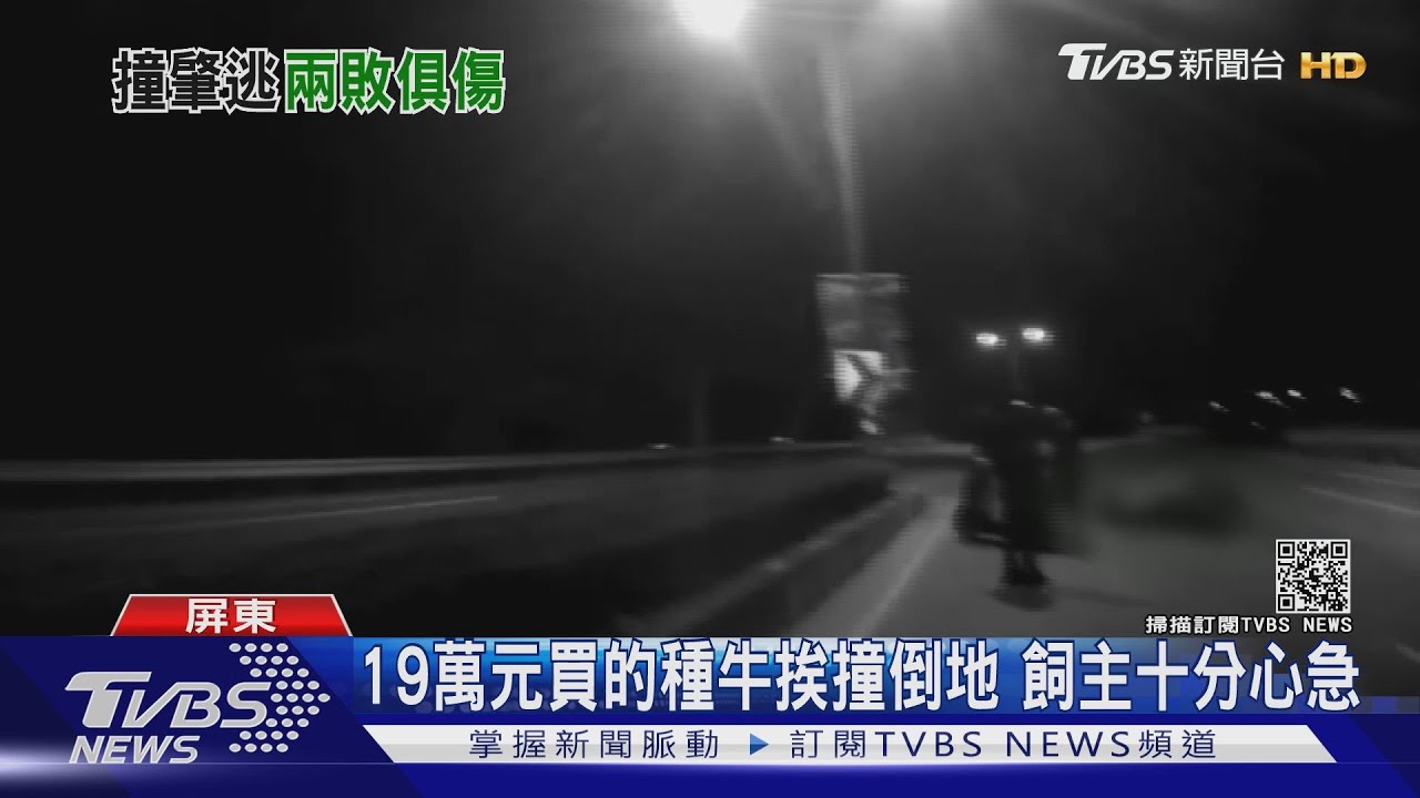 撞牛肇逃！車主、飼主都挨罰　19萬元種牛沒了