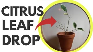 Citrus Leaf Drop SOLVED! Why it happens & how to fix it.