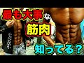 身体を劇的に変える最も大事な筋群の解剖と仕組み【筋トレ】