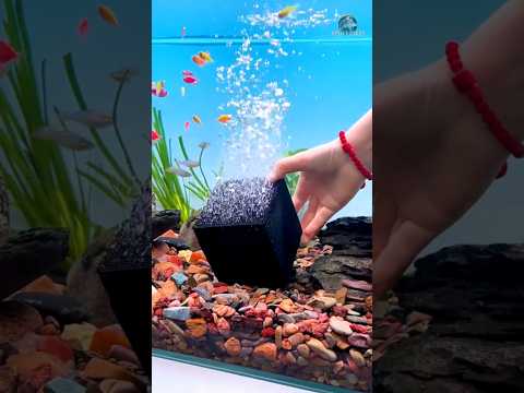 Testing Activated Carbon Filter Cubes | Aquarium Water Purifier 😱