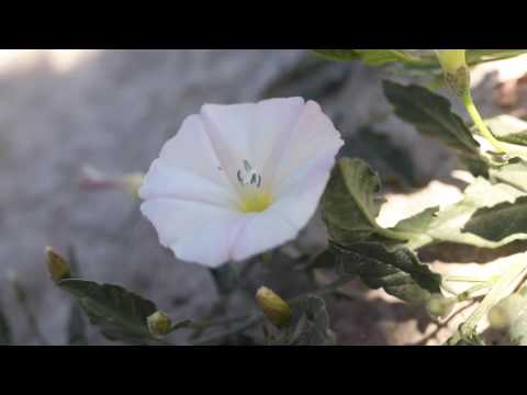 YouTube video about Field Bindweed (Convolvulus arvensis)