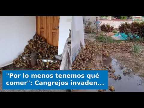 "Por lo menos tenemos qué comer": Cangrejos invaden casas en la Ciénaga de Zapata