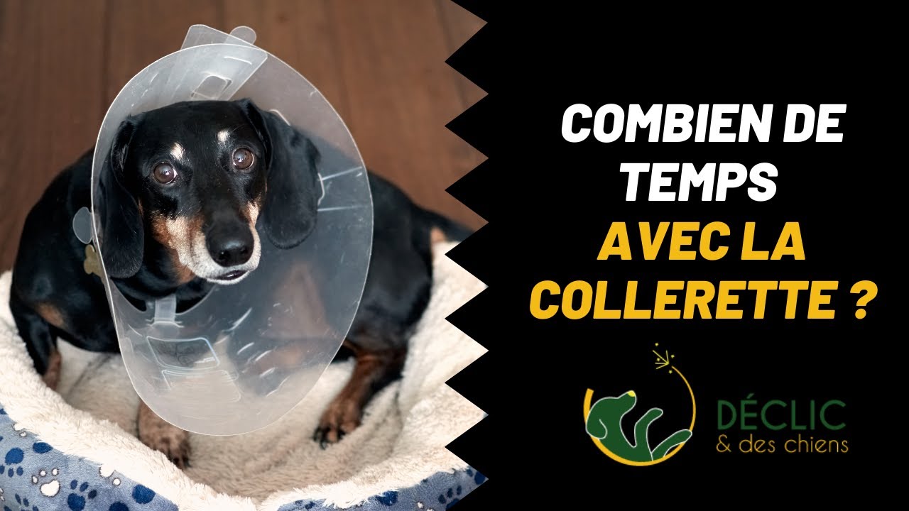 Combien de temps mon chien doit garder sa collerette 