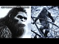 New Bigfoot Videos YOU Haven T Seen EXCLUSIVE FOOTAGE