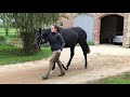 2020 October Yearling Sale Lot 44 F MAXIOS X DIAMANTGOTTIN