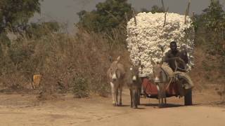 preview picture of video 'Cotton collection and processing in Burkina Faso [HD]'