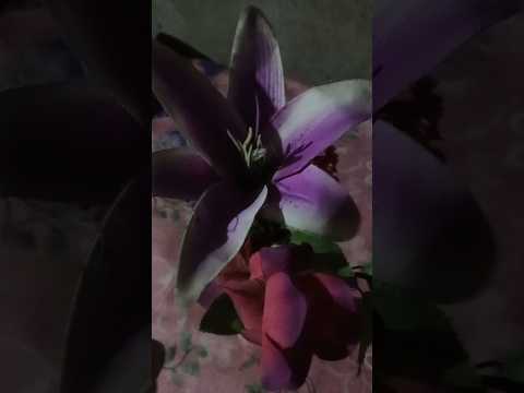 surah AL KAWTHAR 💟🤍🥀 #surahkawthar #egzonibrahimi #nature @egzonibrahimiofficial1977