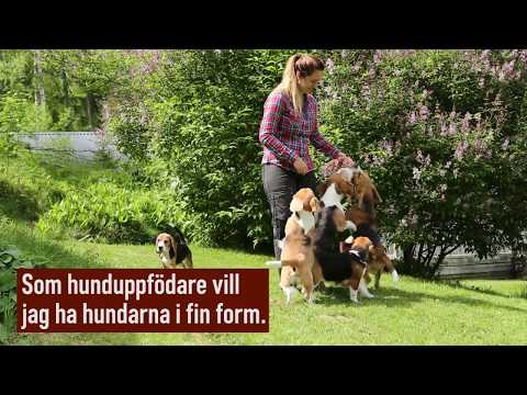 Appetitt hundfoder - fritt från spannmål och gluten