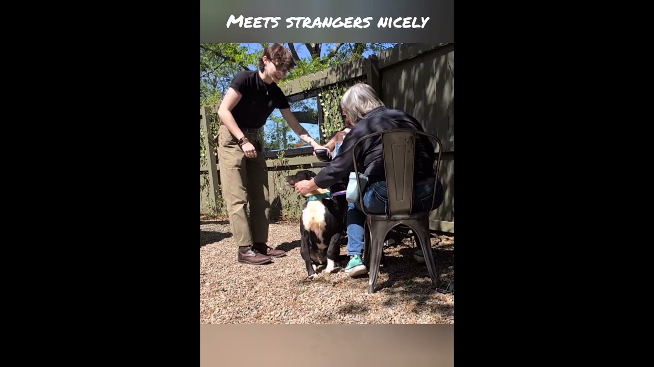 Enlarge Oakley, a Adoptable mixed breed in Landrum, SC video 2/3