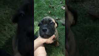 Video preview image #1 Cane Corso Puppy For Sale in LILBURN, GA, USA