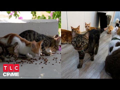Der Katzen-Kult - Teil 1 | Stimmen im Kopf - Stranger Crimes | GANZE FOLGE | TLC Crime