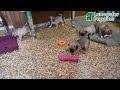 Puggle dogs for sale: Herbo - Video 1