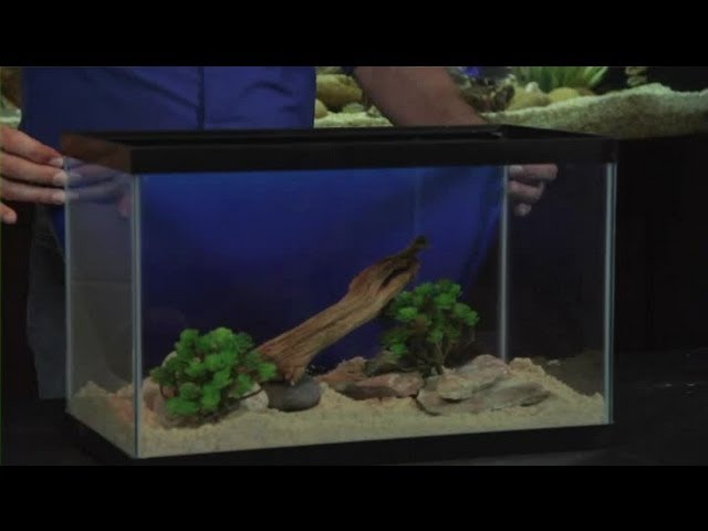 Setting Up a 10-Gallon Aquarium : Aquariums & Fish Tanks