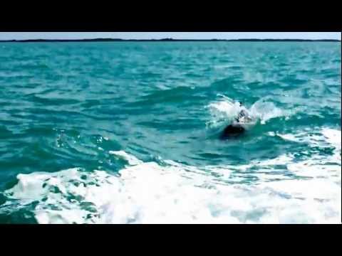 key west dolphin surfing