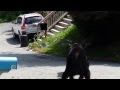 Bear Fight Rockaway NJ Aug 14 2014