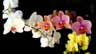 Lacrimas Profundere - An Orchid For My Withering Garden [Leg Inglês e Português]