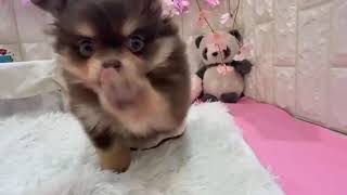 ハーフ犬の動画01