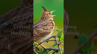 Download lagu Suara Burung Lark Berjambul – Kicauan, Nyanyian & Panggilan Alami yang Indah (Tanpa Musik | Pendek) mp3