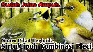 Download lagu TERBAIK.‼️ SUARA PIKAT BURUNG SIRTU/CIPOH DAN PLECI.. mp3 Download lagu TERBAIK.‼️ SUARA PIKAT BURUNG SIRTU/CIPOH DAN PLECI.. mp3