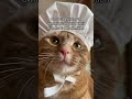 The best sound 🐈 #purring #cats #shorts